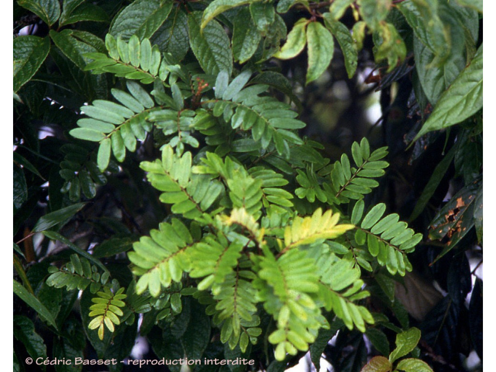 SORBUS WALLICHII