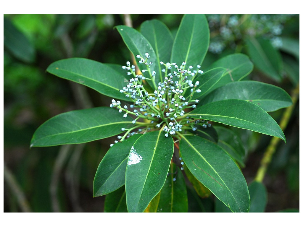 DAPHNIPHYLLUM MACROPODUM