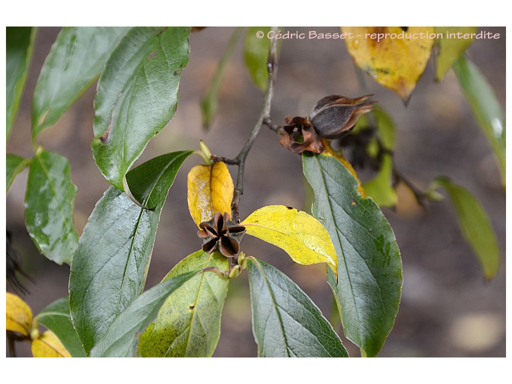 STEWARTIA ROSTRATA