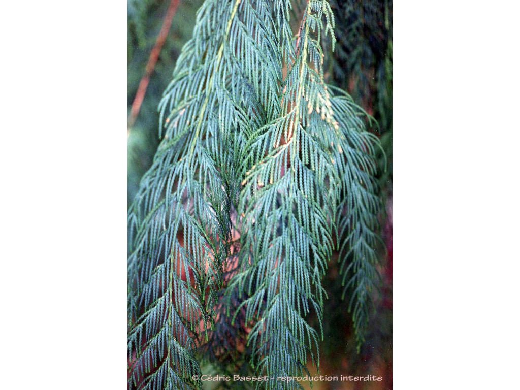 CUPRESSUS CASHMERIANA