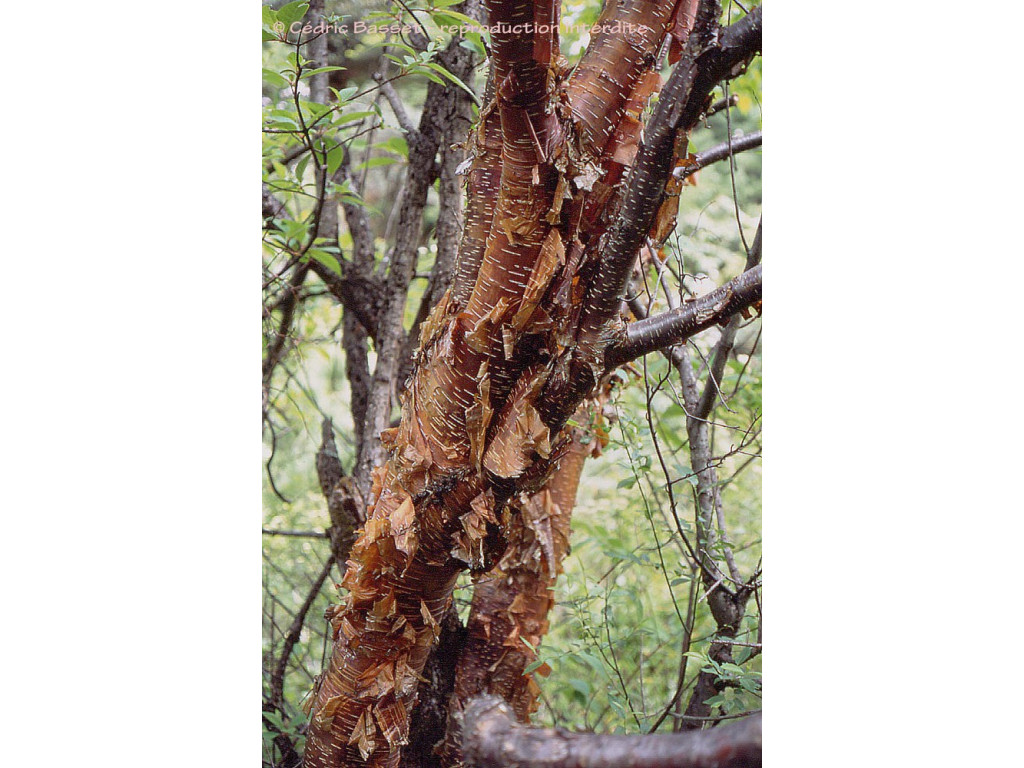 BETULA UTILIS 'DARKNESS'