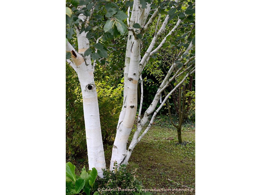BETULA UTILIS 'WERRINGTON' BETULA UTILIS 'WERRINGTON'