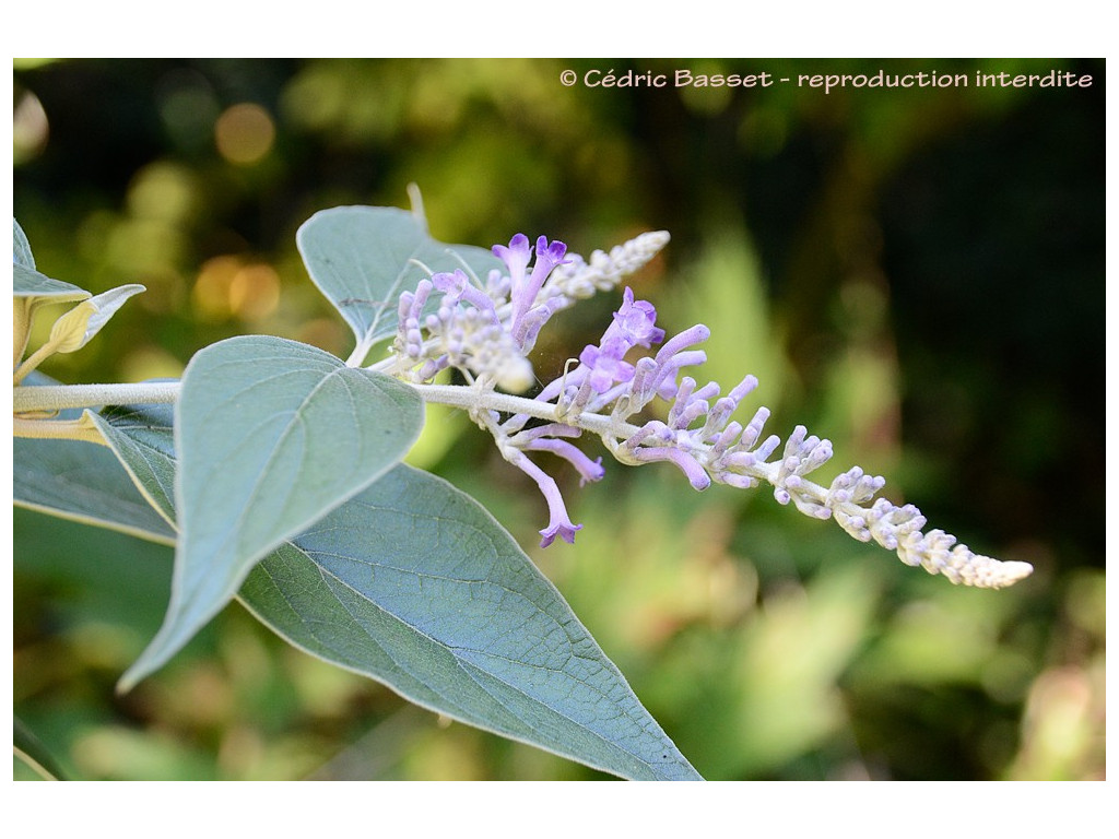 BUDDLEJA CURVIFLORA clone2