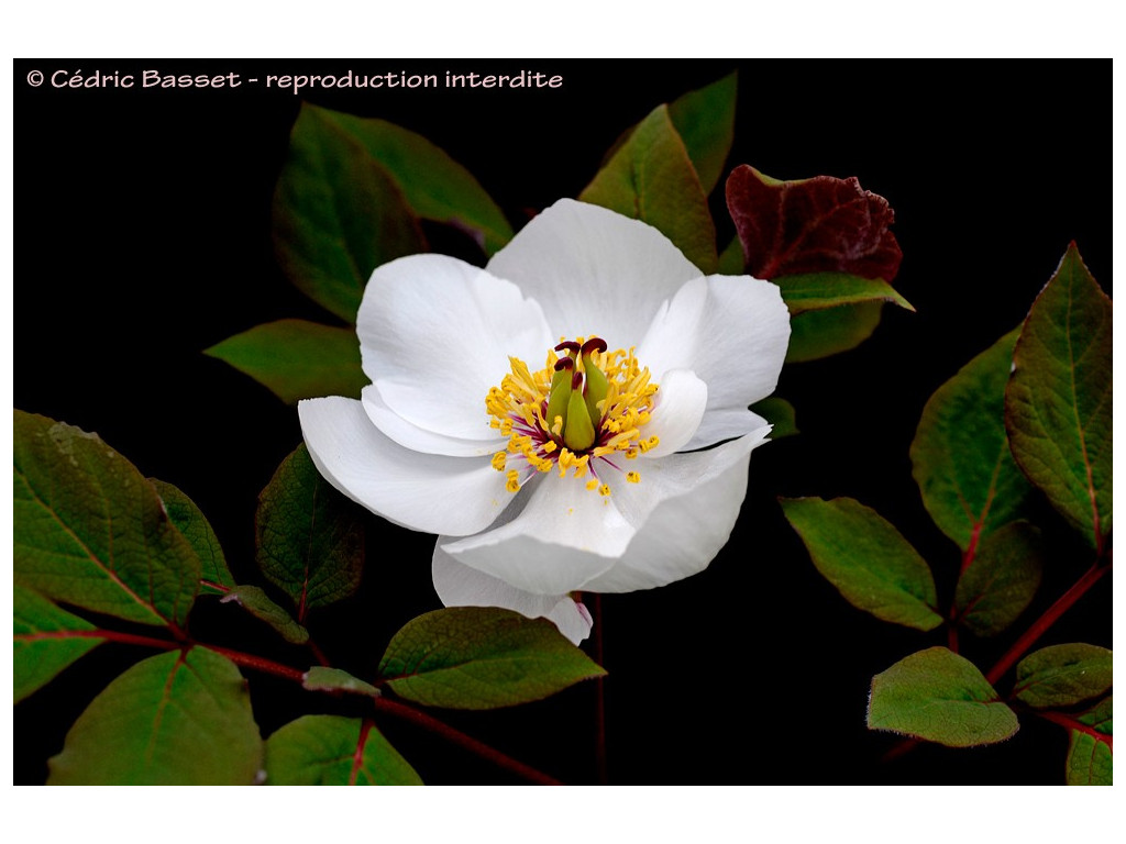 PAEONIA OBOVATA subsp.WILLMOTTIAE