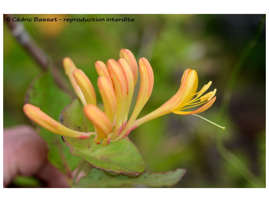 LONICERA 'MANDARIN'