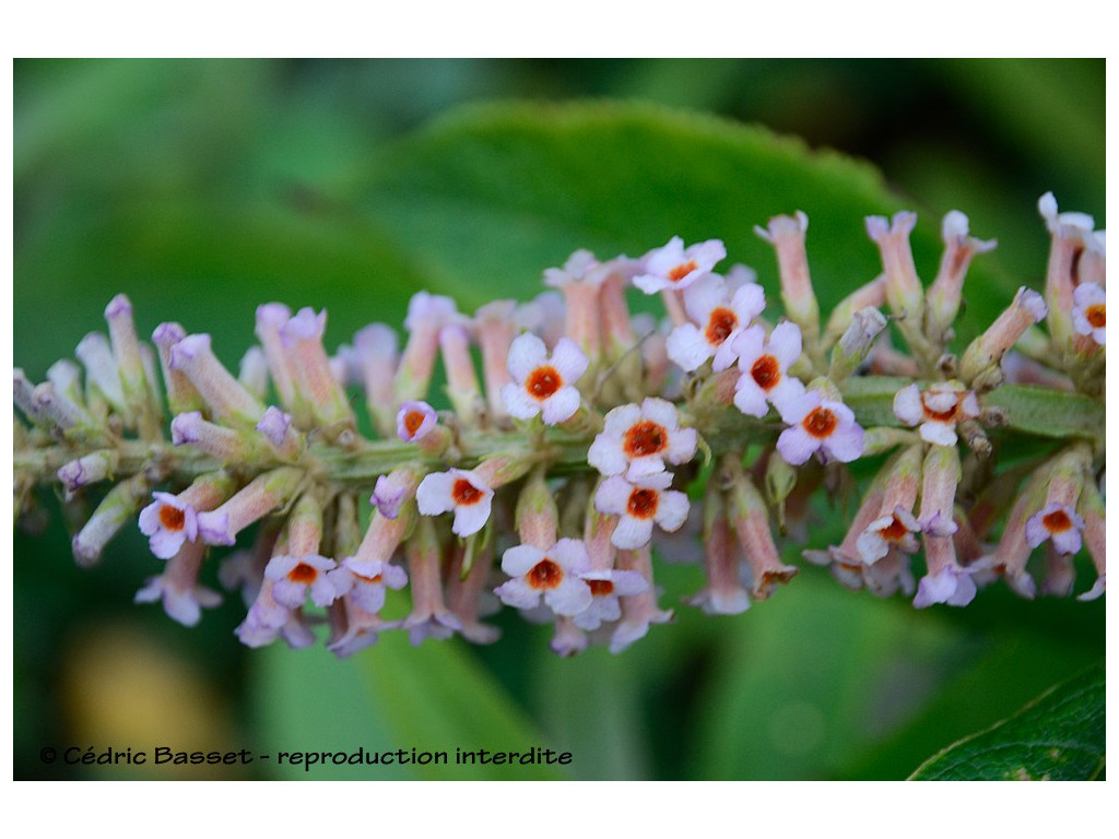 BUDDLEJA MACROSTACHYA