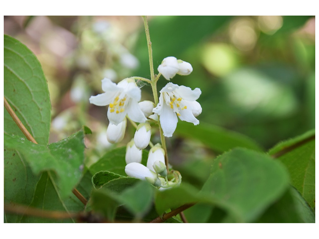 DEUTZIA CHUNII