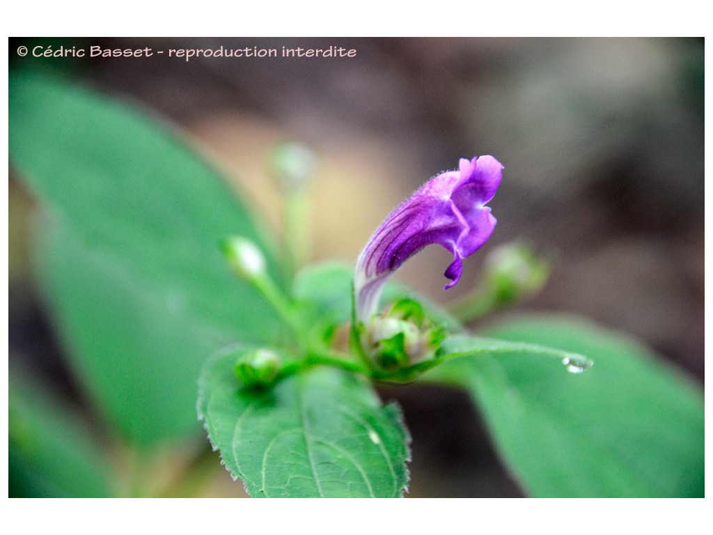 STROBILANTHES COLORATUS