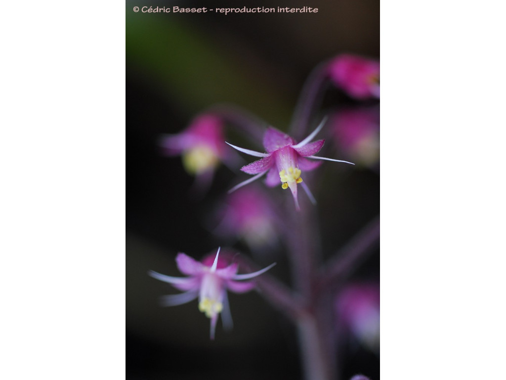 TIARELLA POLYPHYLLA W/O-9029