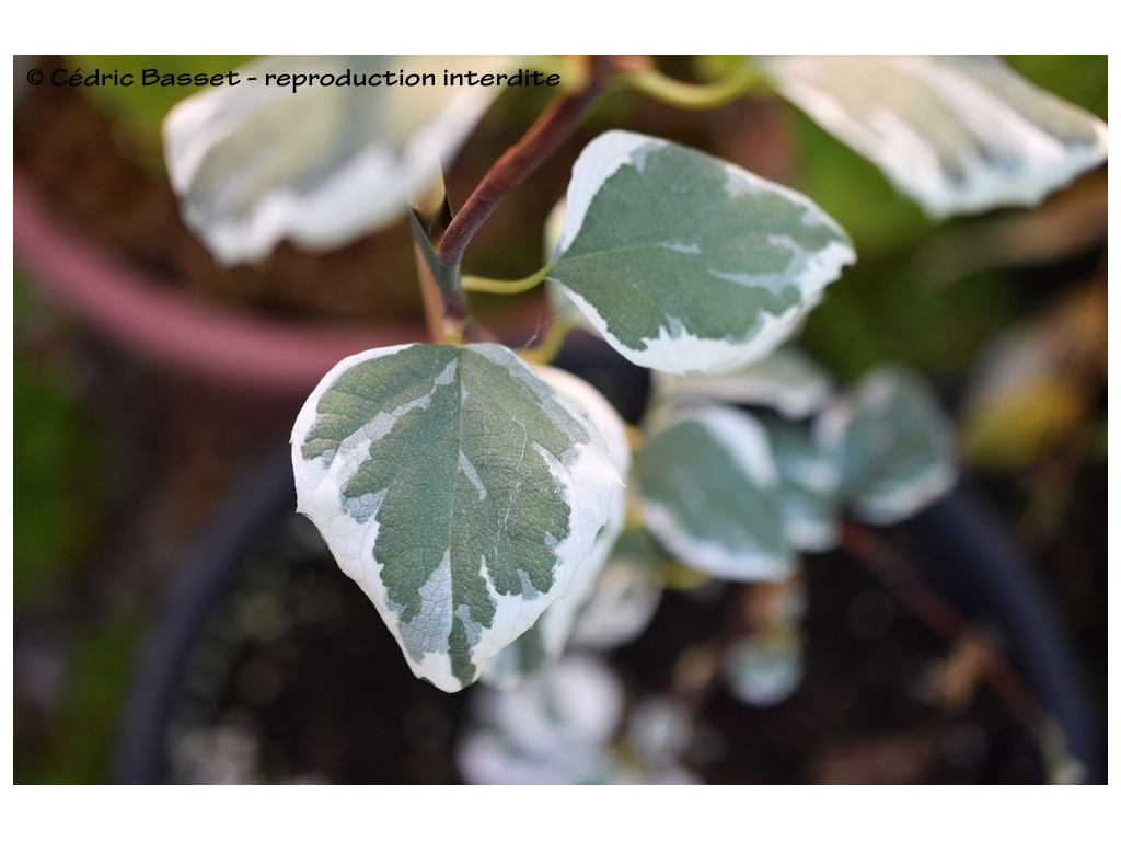 SCHIZOPHRAGMA HYDRANGEOIDES 'SHIRO FUKA FUKURIN FU'