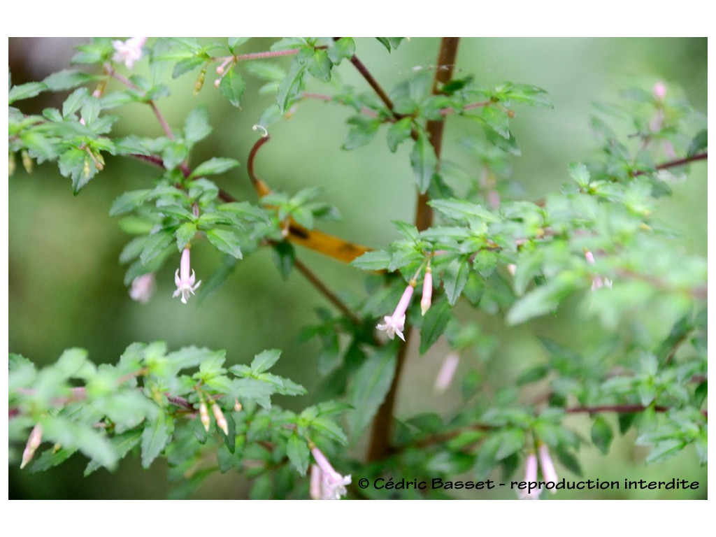 FUCHSIA MICROPHYLLA (forme blanche)