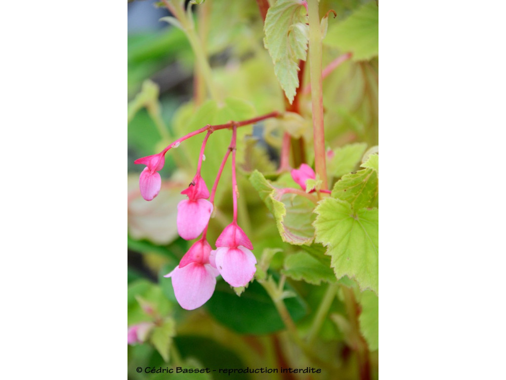 BEGONIA SINENSIS BEGONIA SINENSIS