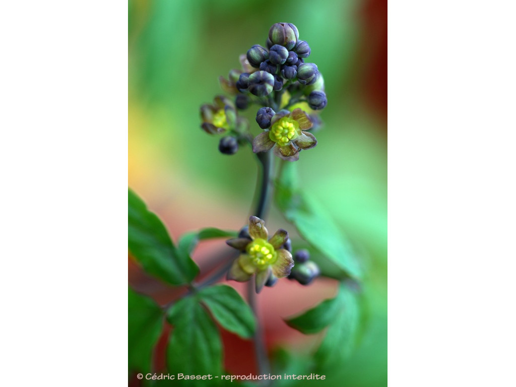 CAULOPHYLLUM THALICTROIDES