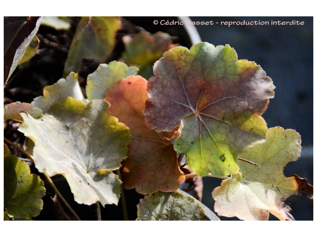 HEUCHERA AMERICANA HEUCHERA AMERICANA