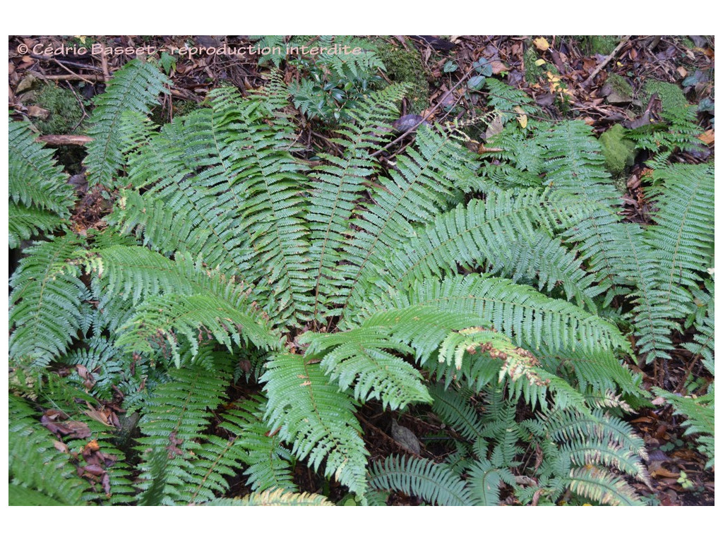 DRYOPTERIS CRASSIRHIZOMA DRYOPTERIS CRASSIRHIZOMA