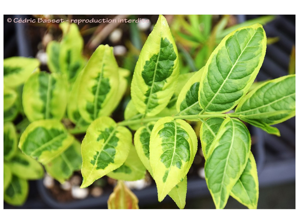 EUONYMUS HAMILTONIANUS 'JAPAN TREASURE'