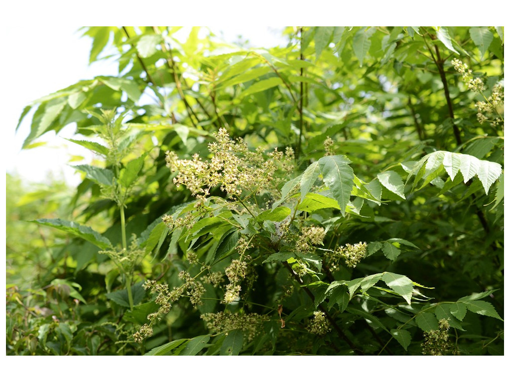 DIPTERONIA SINENSIS DIPTERONIA SINENSIS