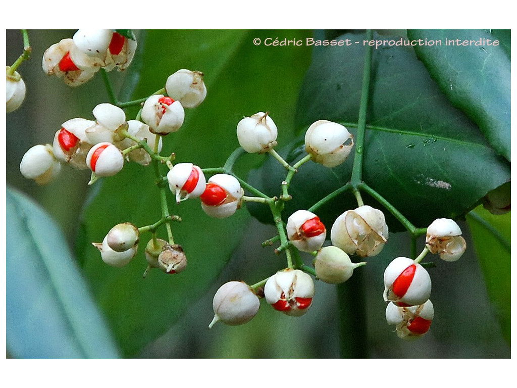 EUONYMUS HAMILTONIANUS 'KOI BOY'