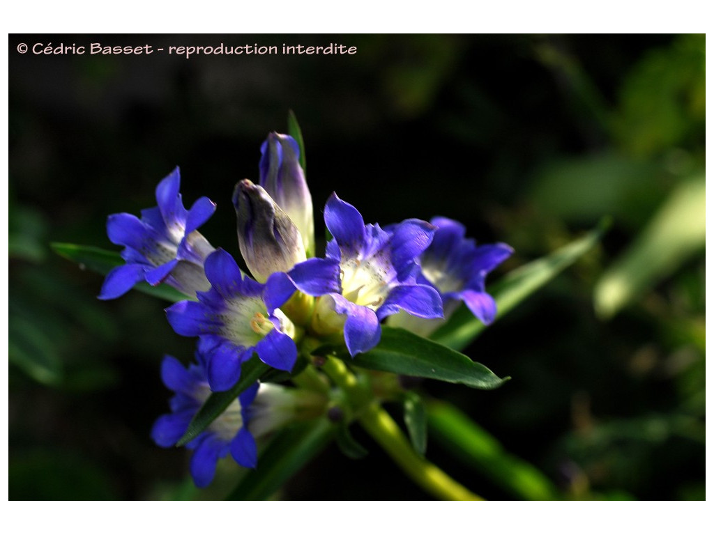 GENTIANA DAHURICA