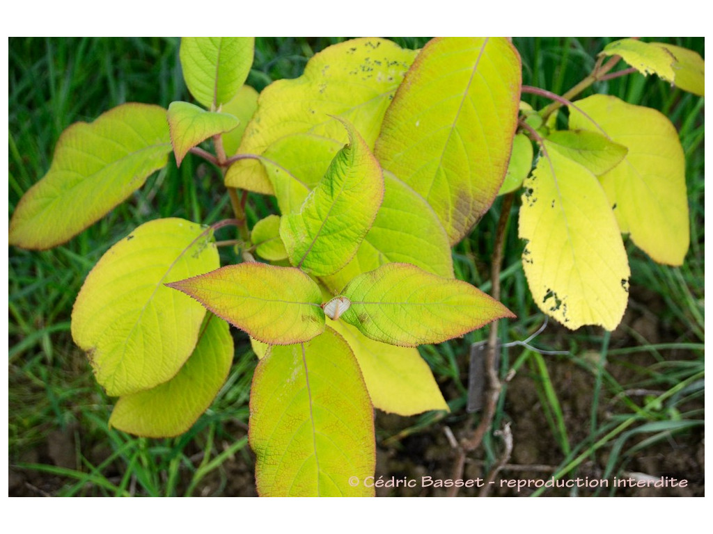 HYDRANGEA ASPERA 'GOLDRUSH'