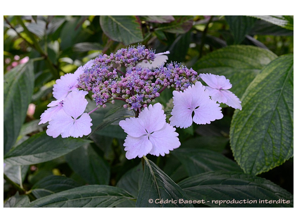 HYDRANGEA MACROPHYLLA 'NADESHIKO'