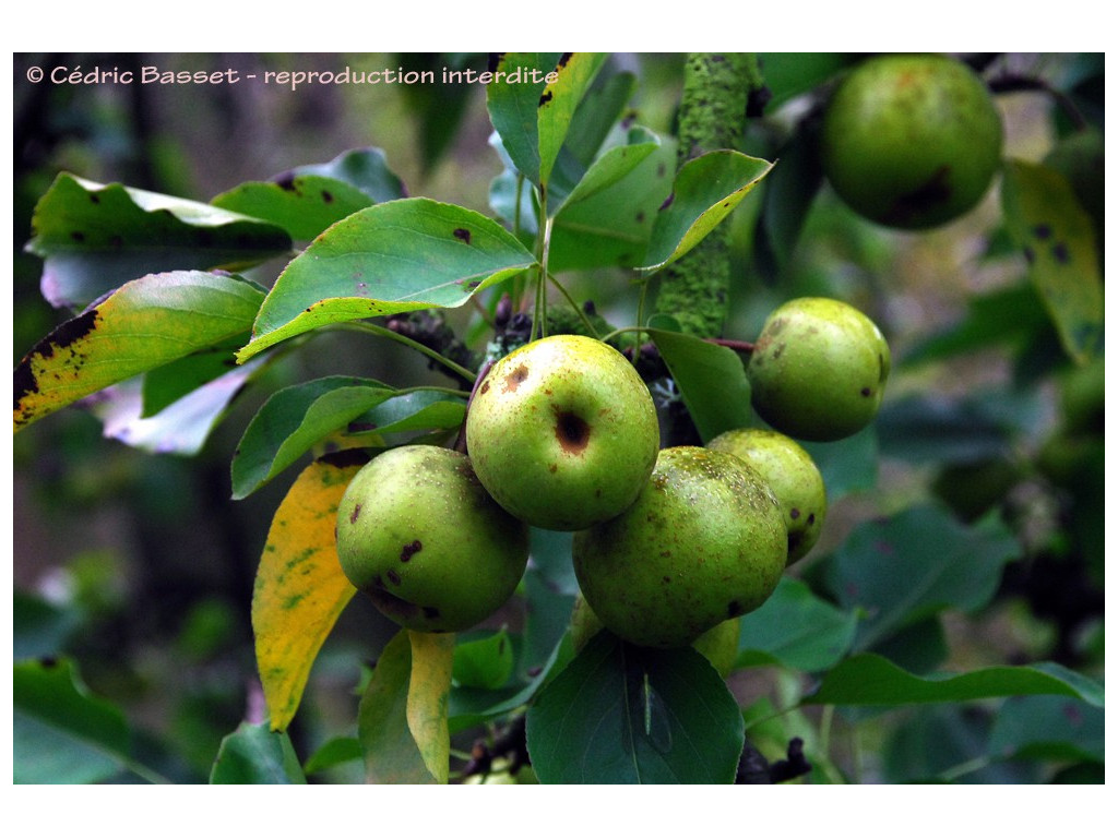 PYRUS PYRIFOLIA