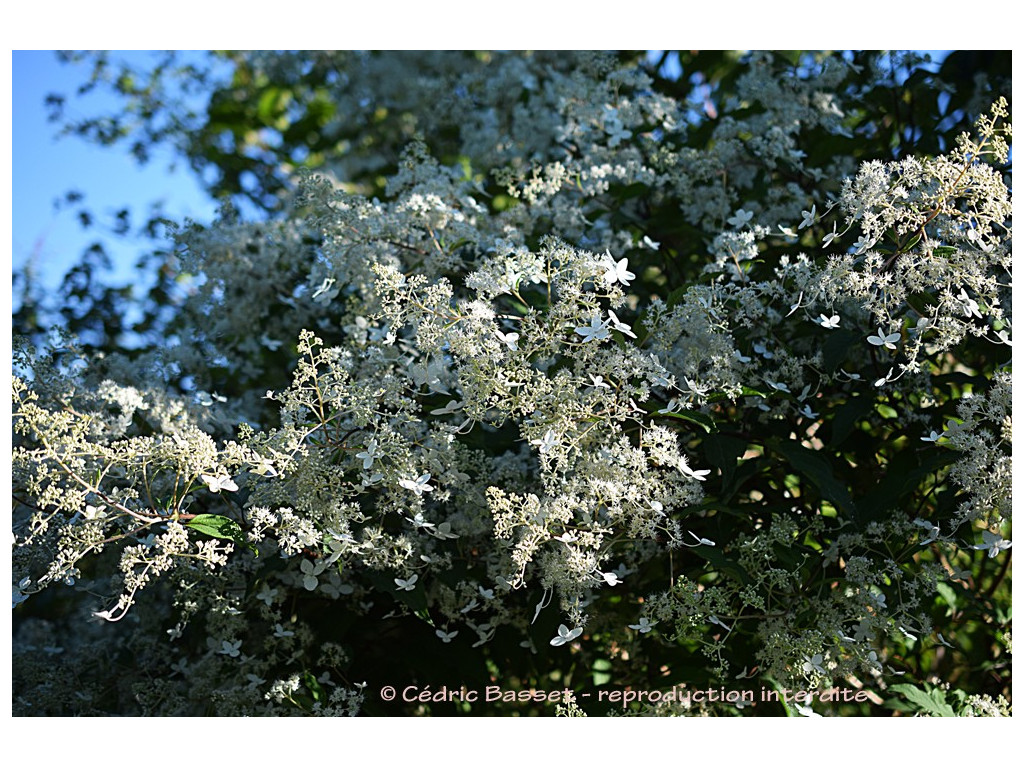 HYDRANGEA PANICULATA 'TAIWAN FORM'