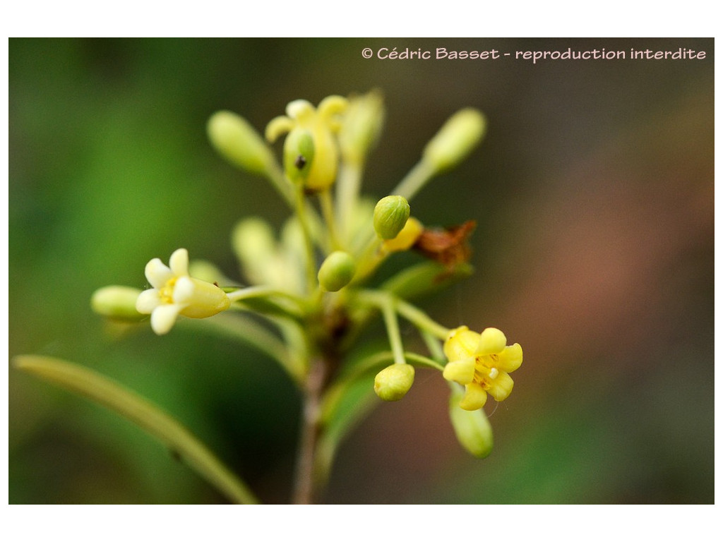 PITTOSPORUM PARVILIMBUM