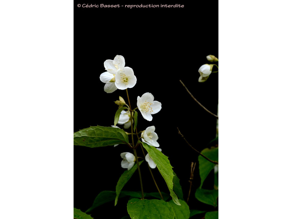 PHILADELPHUS SATSUMI JP6635