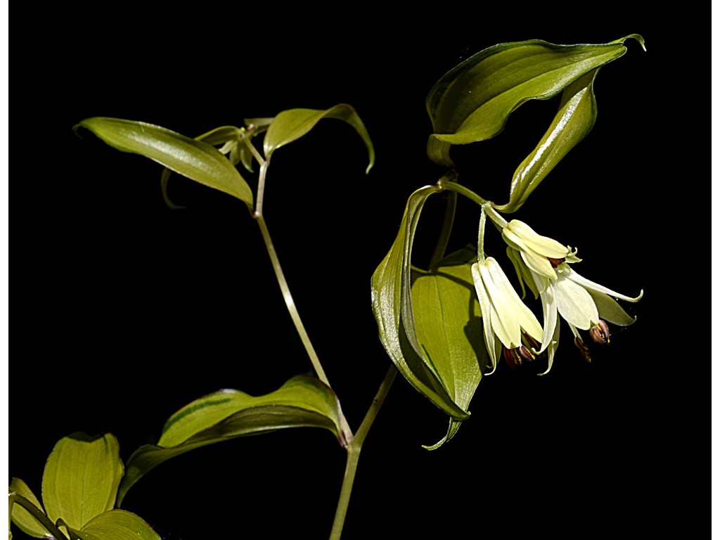 DISPORUM BODINIERI