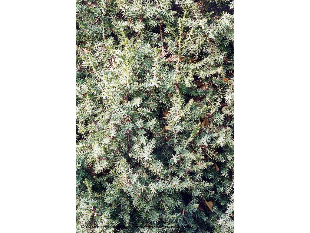 JUNIPERUS DRUPACEA