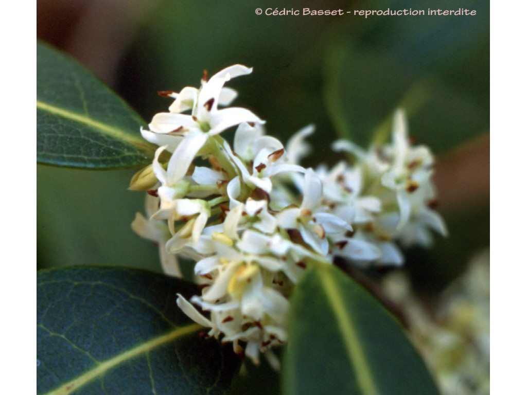 OSMANTHUS DECORUS