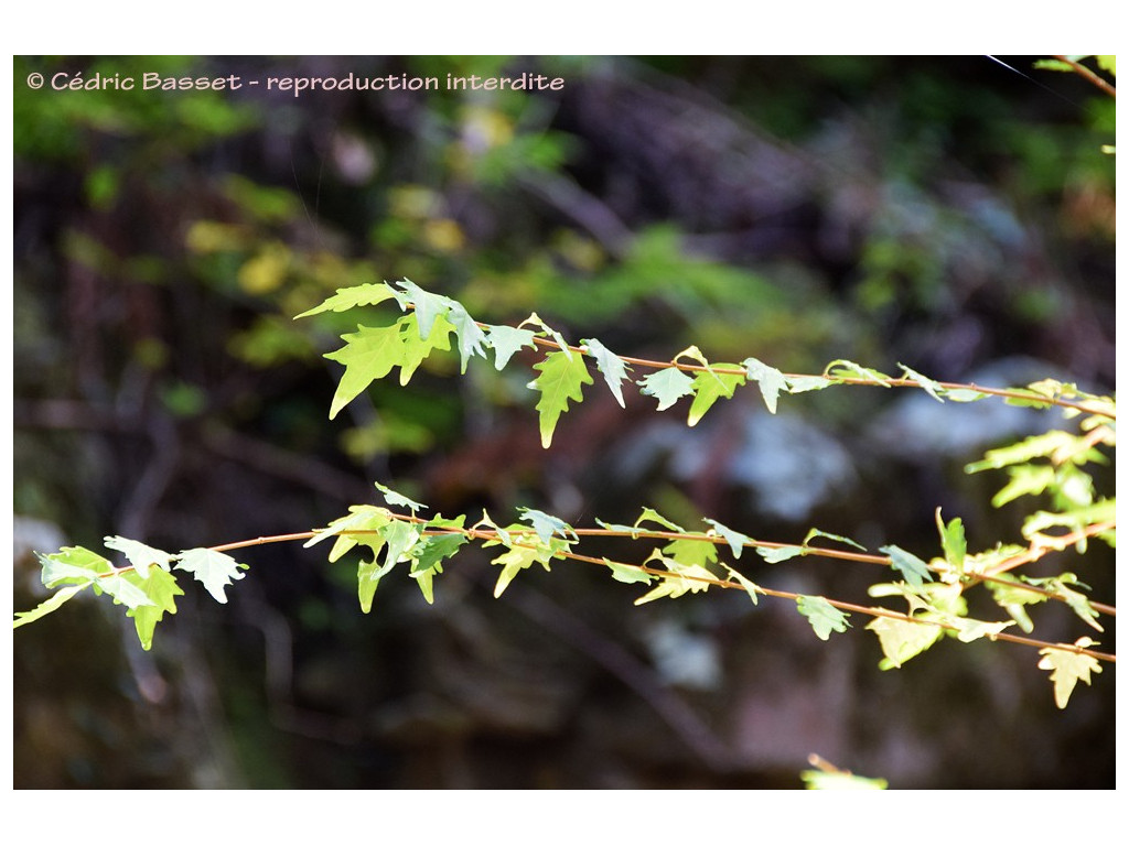 PREMNA JAPONICA