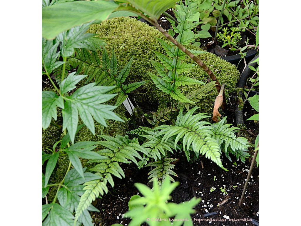 POLYSTICHUM TSUS-SIMENSE