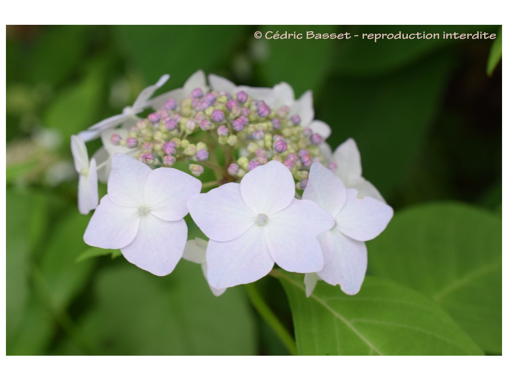 HYDRANGEA SERRATA 'MIYAMA YAE MURASAKI'