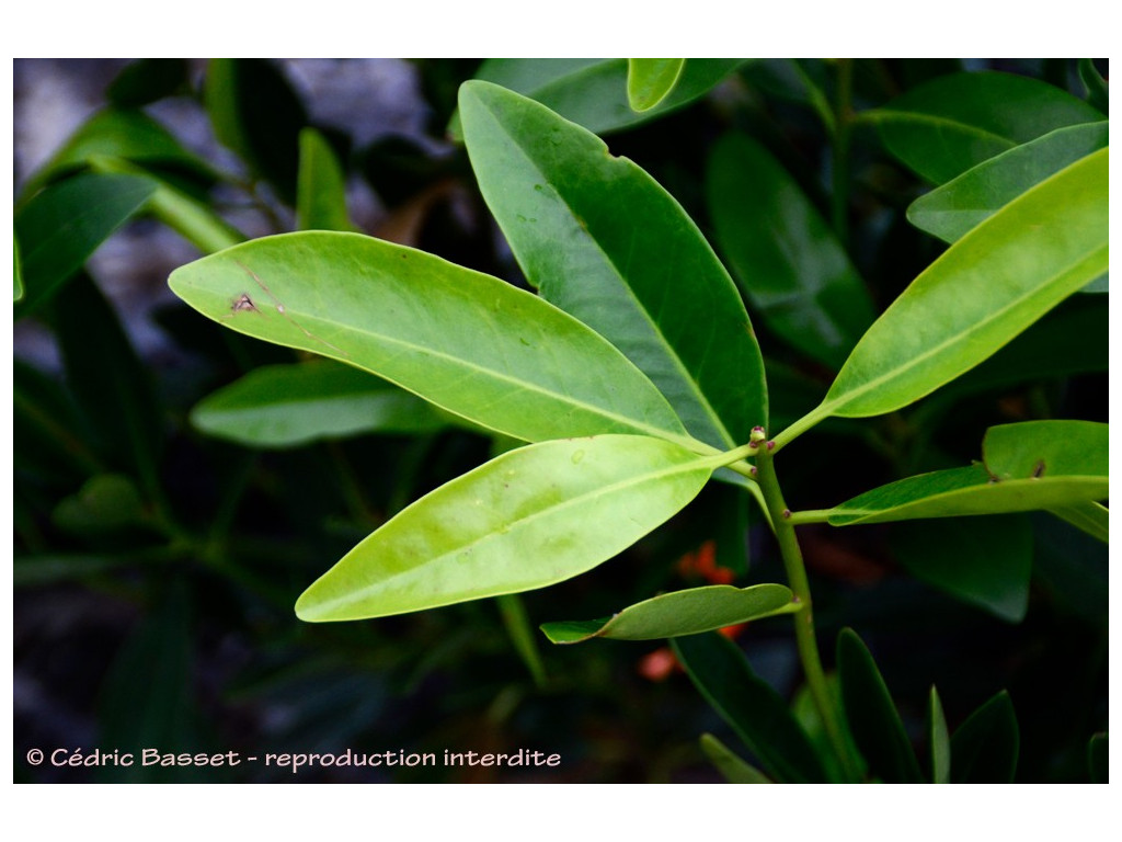 ILLICIUM OLIGANDRUM