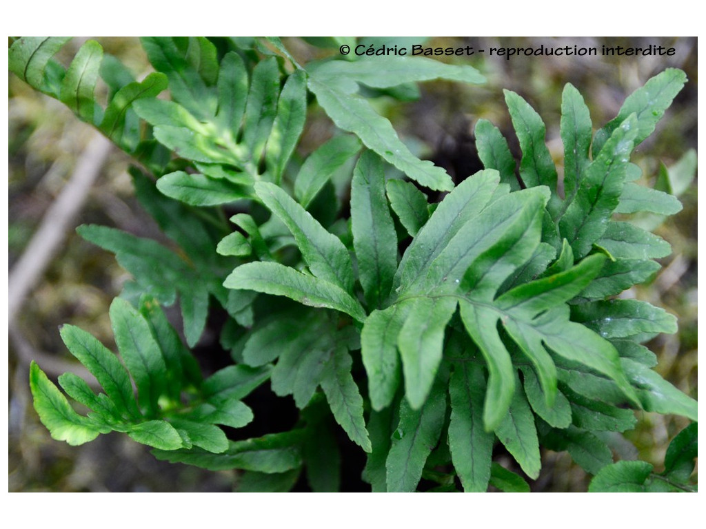 POLYPODIUM 'WHITLEY GIANT'