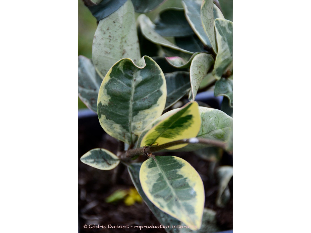 TRACHELOSPERMUM JASMINOIDES 'VARIEGATUM'