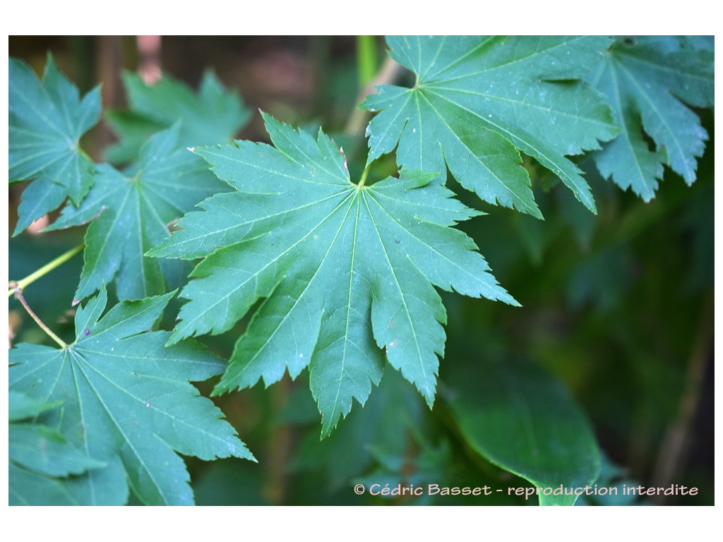 ACER SIEBOLDIANUM 'KATSURA GISAN'