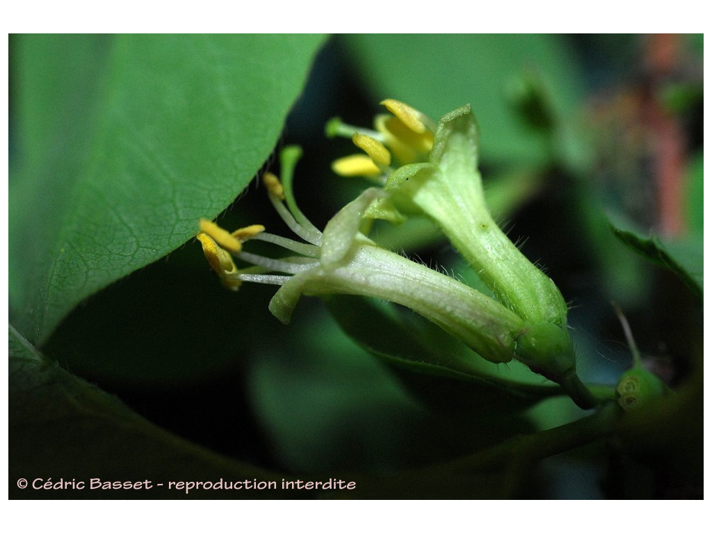 LONICERA HUMILIS UZB6144 LONICERA HUMILIS UZB6144