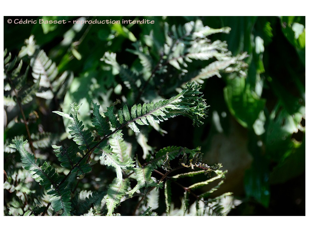 ATHYRIUM NIPONICUM 'APPLE COURT'