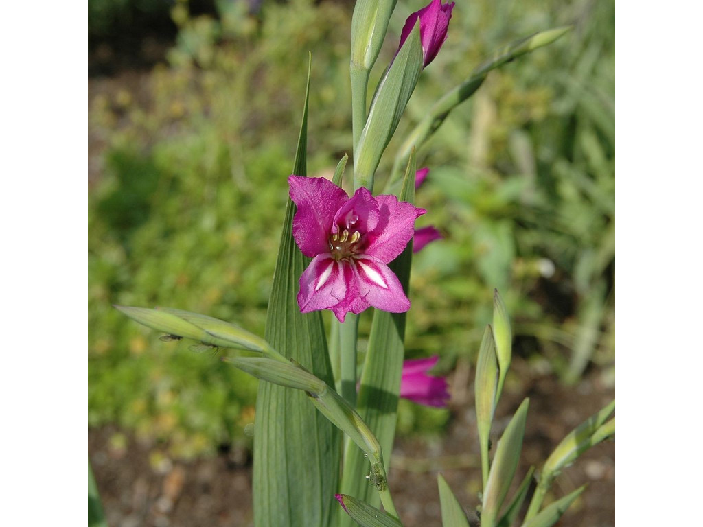 GLADIOLUS IMBRICATUS