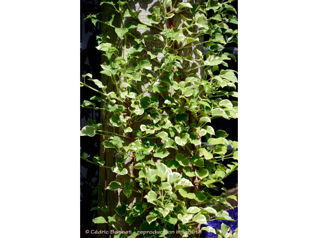 HYDRANGEA PETIOLARIS 'MIRANDA'