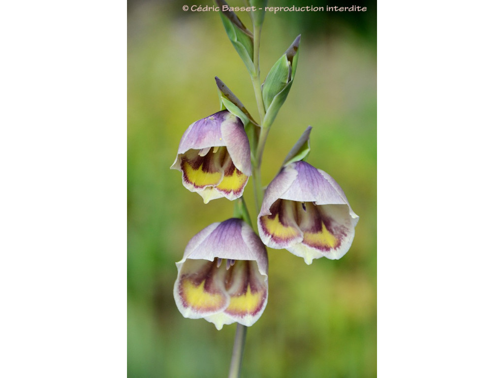 GLADIOLUS PAPILIO