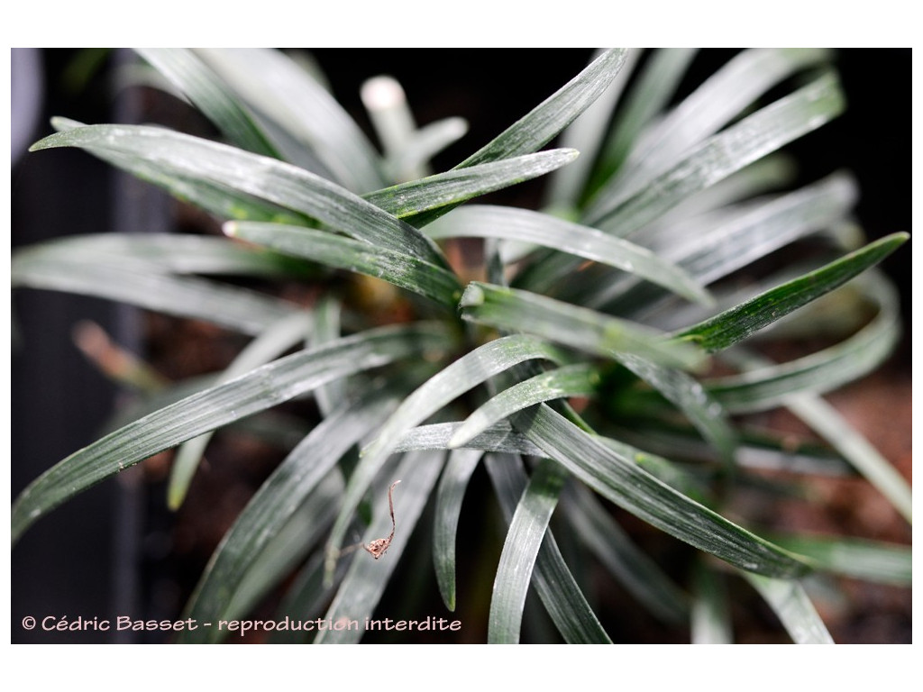 OPHIOPOGON JAPONICUS 'MINOR (VARIEGATA)'