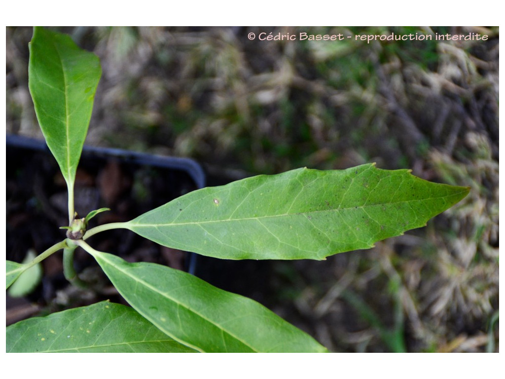 AUCUBA JAPONICA 'SALICIFOLIA'