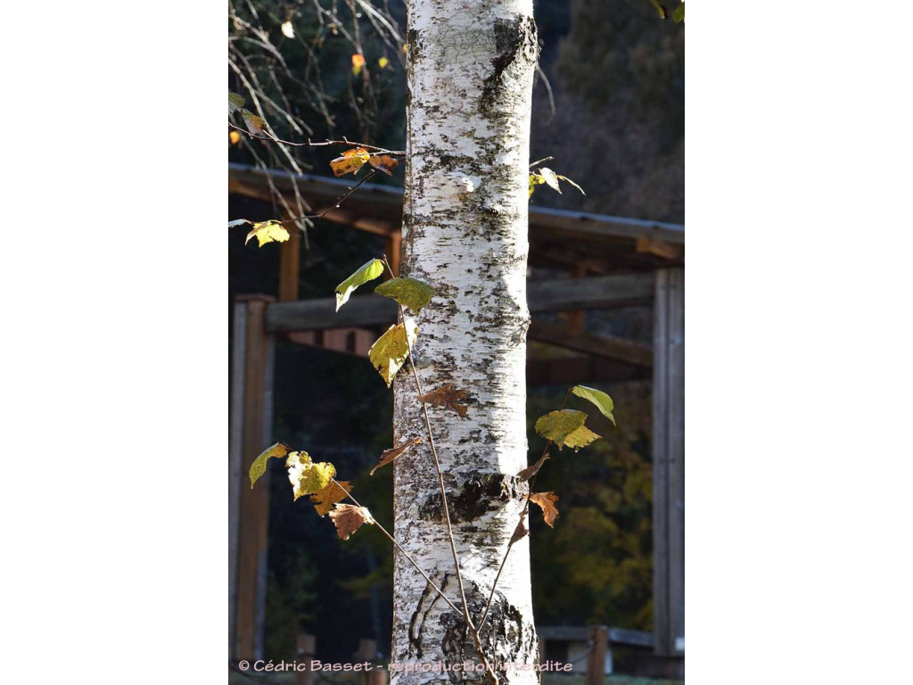 BETULA PLATYPHYLLA var.JAPONICA KR6294 BETULA PLATYPHYLLA var.JAPONICA KR6294
