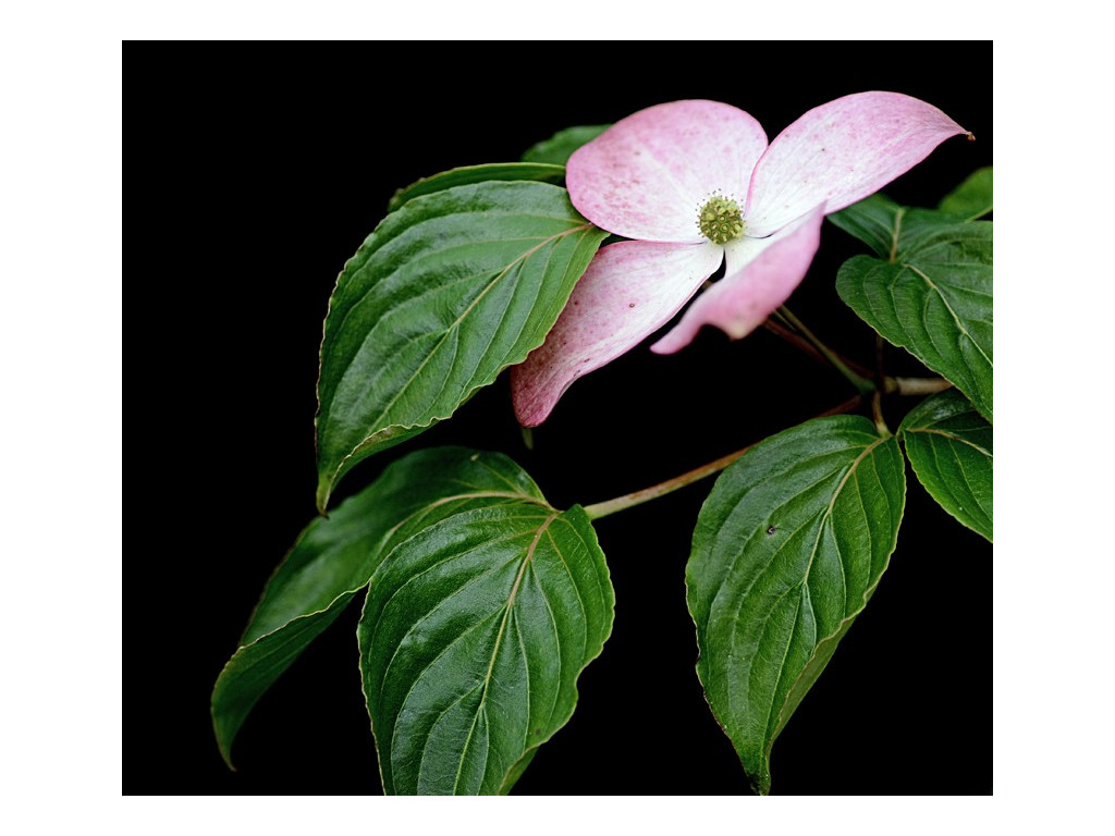 CORNUS 'STELLAR PINK'