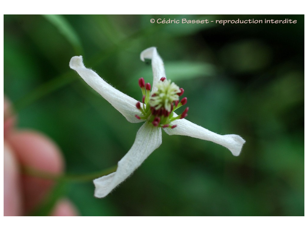 CLEMATIS ISPAHANICA