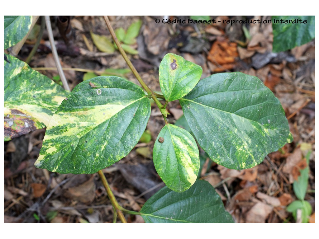 VIBURNUM JAPONICUM 'VARIEGATA'